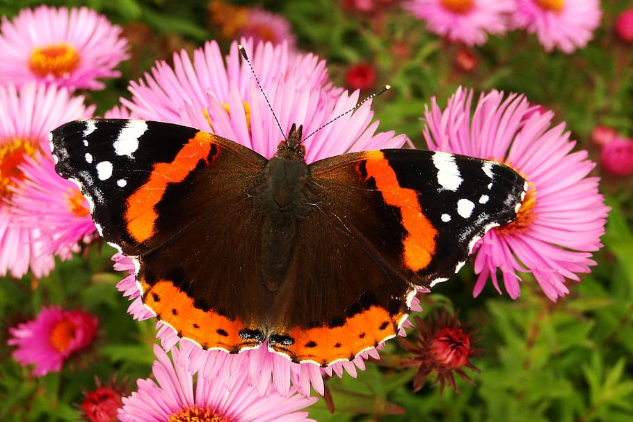 nature, butterfly day, flower, insect, garden, animals, butterflies, fair admiral, beautiful, color