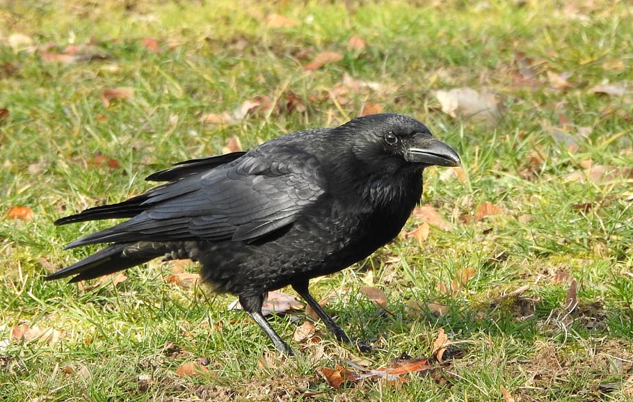 raven, crow, black, bird, animal, nature, raven bird, animal world, cold, feather
