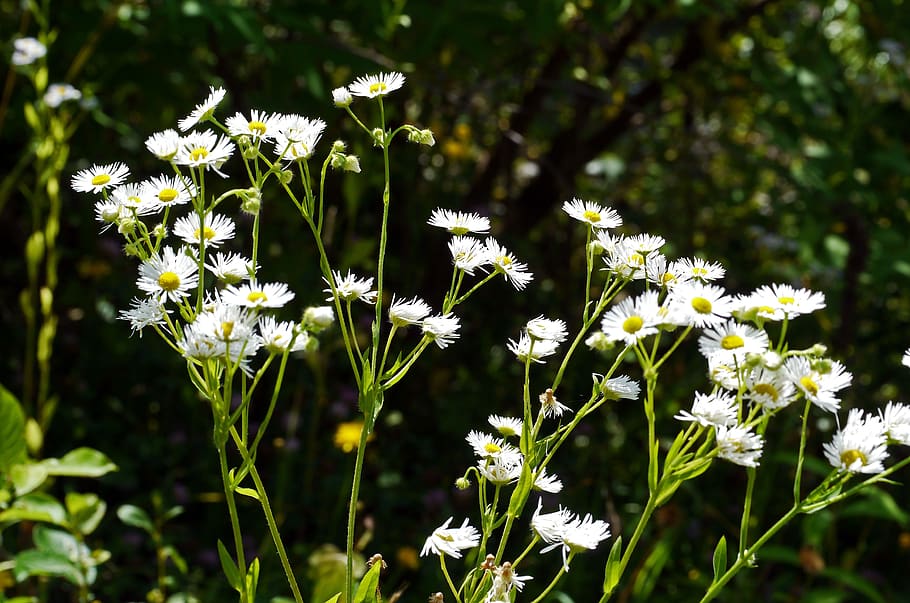 wild flowers, roadside, white, yellow, sun-shaped, chamomile similar, composites, single stands, wild plant, flower