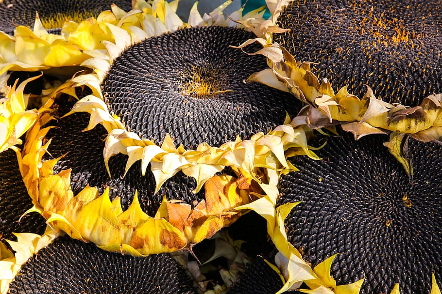 girasol, cosecha, otoño, semillas, puesto en el mercado, Flor, planta  floreciente, amarillo, cabeza de flor, ninguna persona | Pxfuel