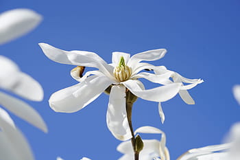 Fotos magnolia stellata libres de regalías | Pxfuel