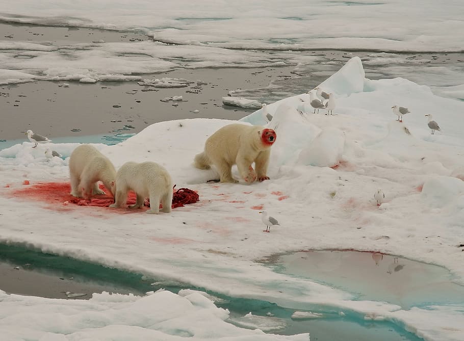 polar bears, feeding, arctic circle, animal, animal themes, mammal, cold temperature, group of animals, winter, snow
