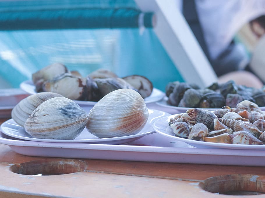 snail, discus snail, feed, shell, clam, seafood, the sea, food and drink, food, freshness