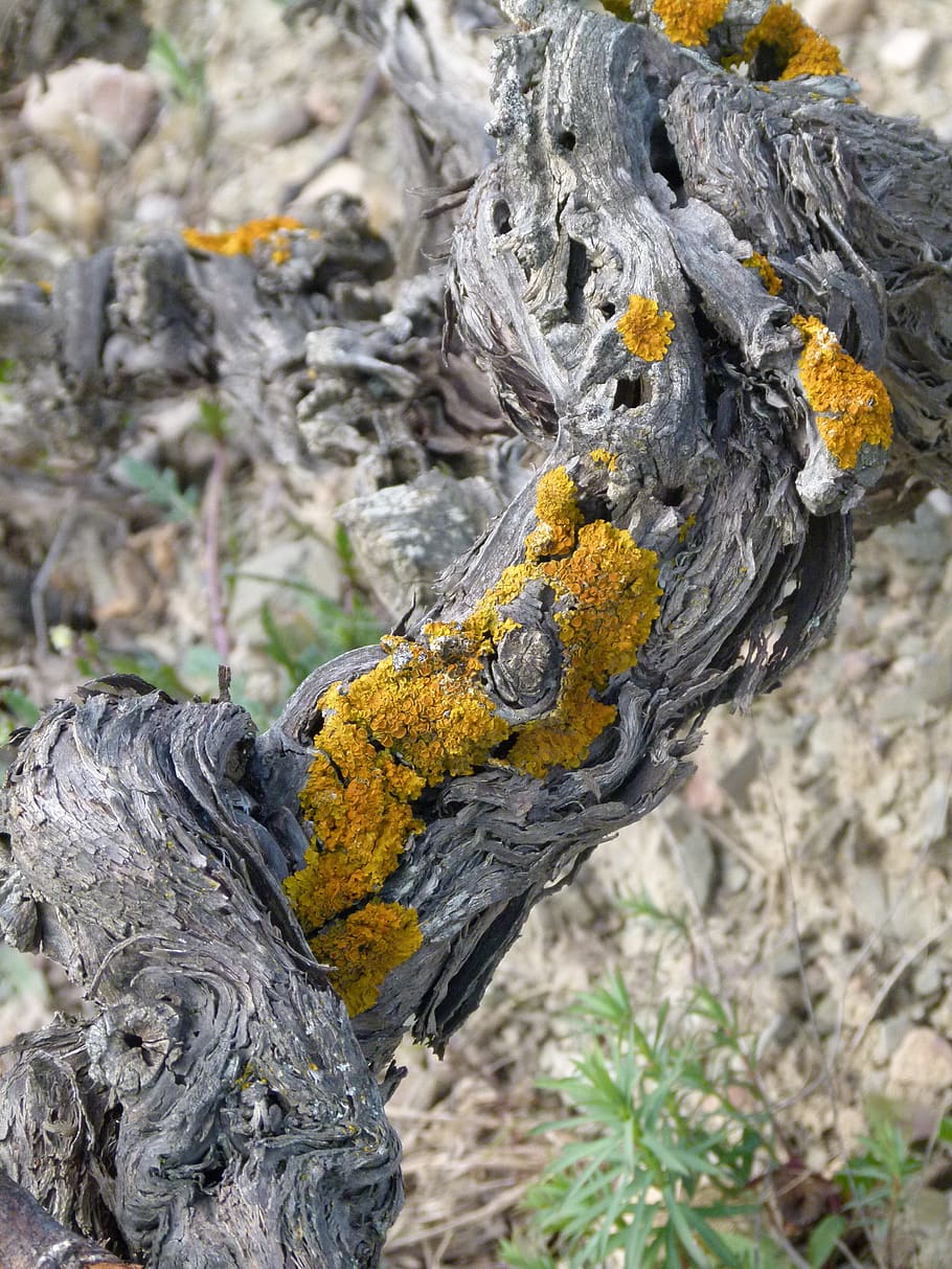 vine, texture background, lena, wood, strain, lichen, focus on foreground, day, yellow, close-up