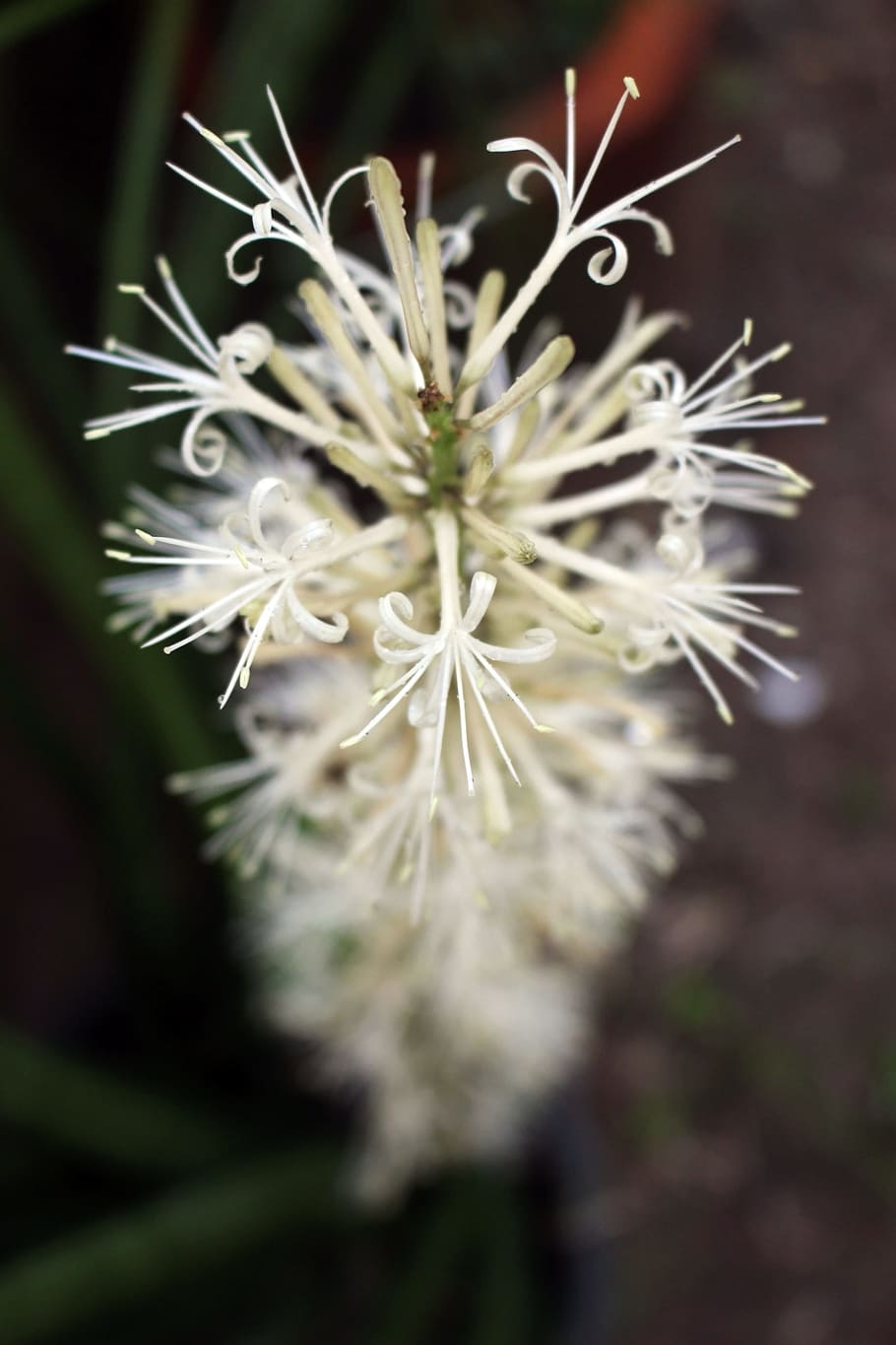 unusual, white, tropical, flower, exotic, bloom, petals, asia, asian, garden