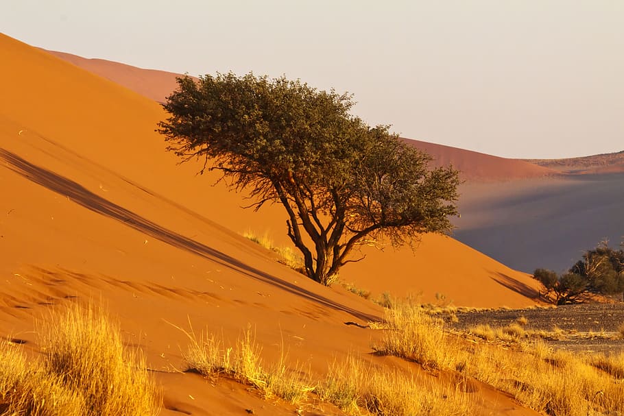 afrika, namibia, gurun namib, alam, kering, pasir, lanskap, taman nasional, heiss, bukit pasir