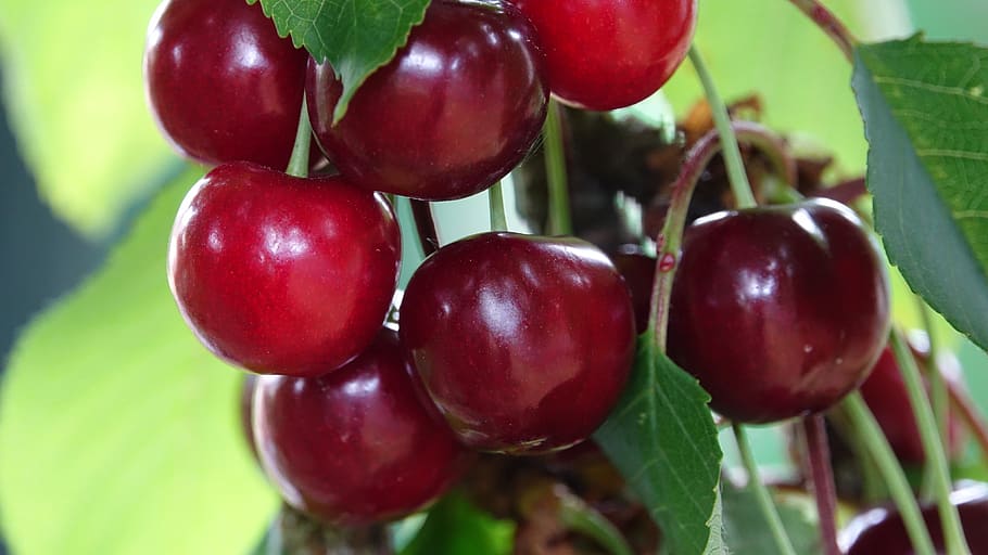cherries well in the flesh, very sweet, food and drink, healthy eating, food, fruit, freshness, red, close-up, wellbeing