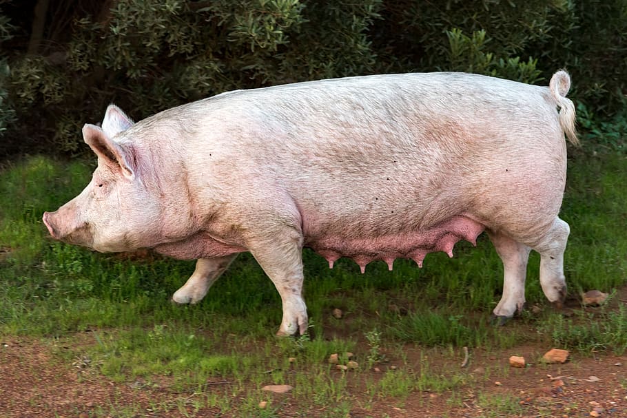 pig, sow, pork, swine, animal, farm, mammal, mother, livestock, obese