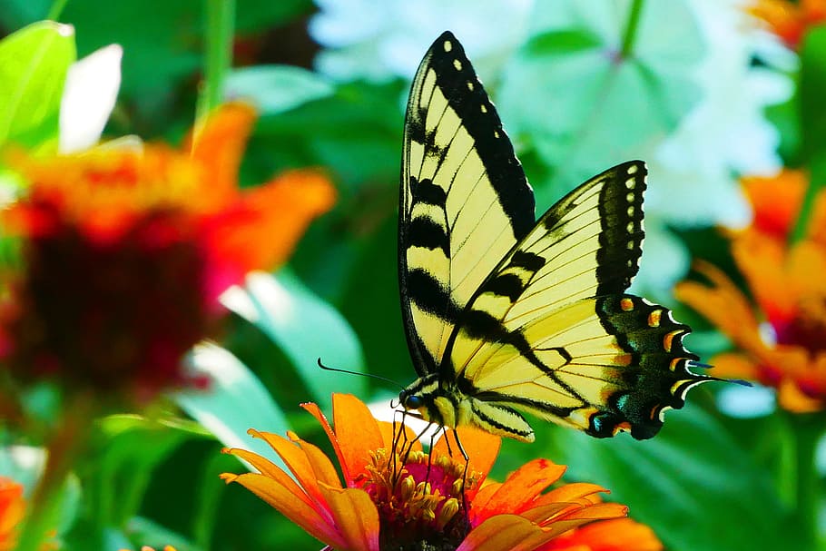 картина, черный, желтый, бабочка-парусник, отдых, цветок циннии, цветок., желтая бабочка, желто-черная бабочка, обыкновенный желтый махаон