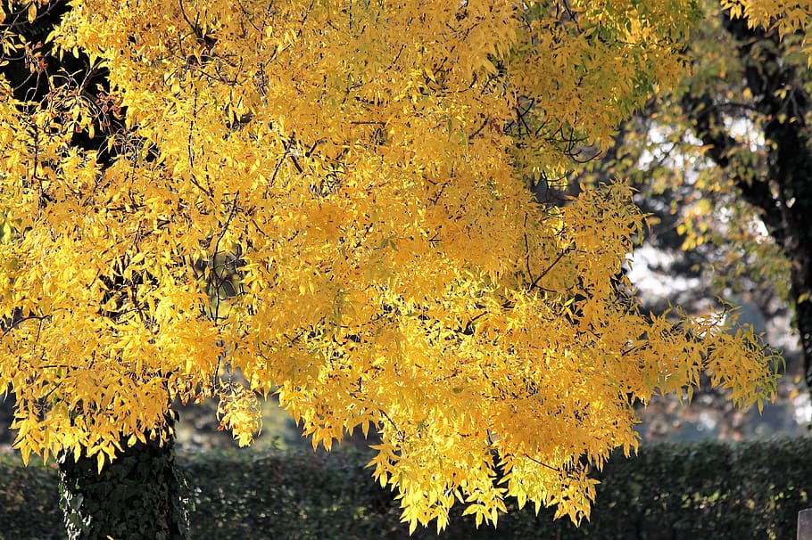 árbol, hojas amarillas, ramas, otoño, estaciones del año, naturaleza, al  aire libre, amarillo, cambio, planta | Pxfuel