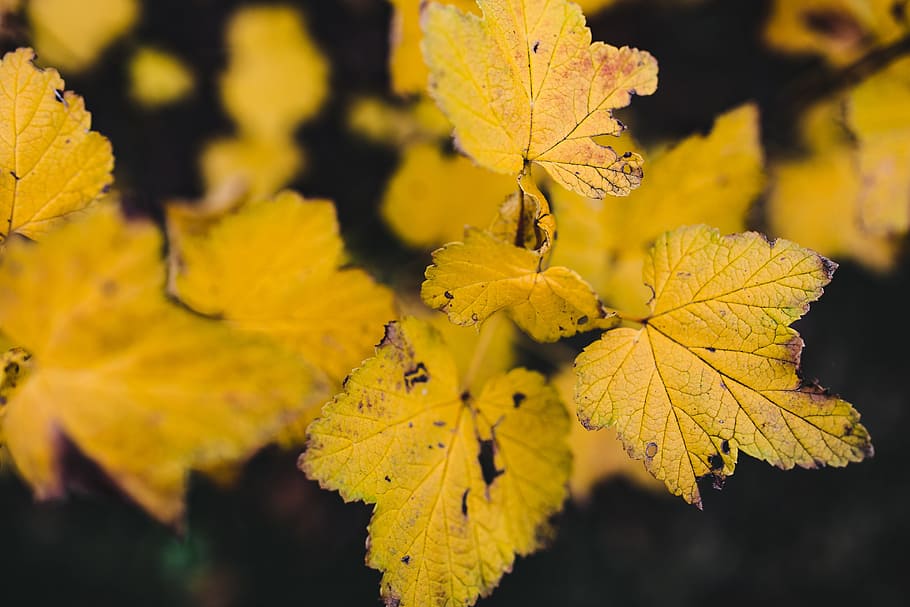 detalles de otoño, naturaleza, hoja, hojas, otoño, colorido, colores, parte de la planta, amarillo, cambio