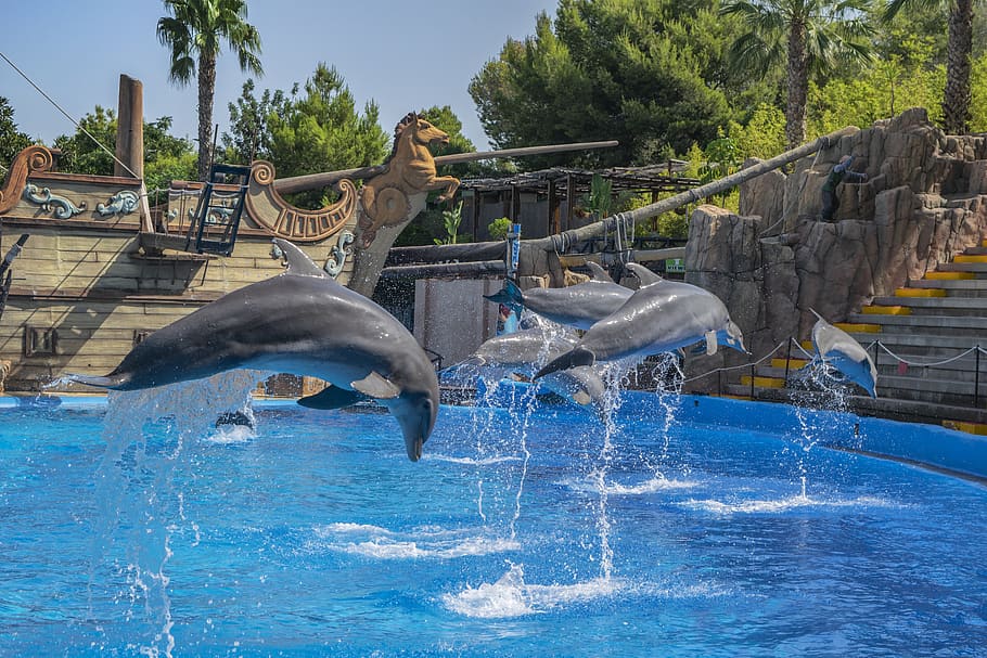 dolphins, water, jump, blue, aquatic, cetacean, nature, pool, tree, day