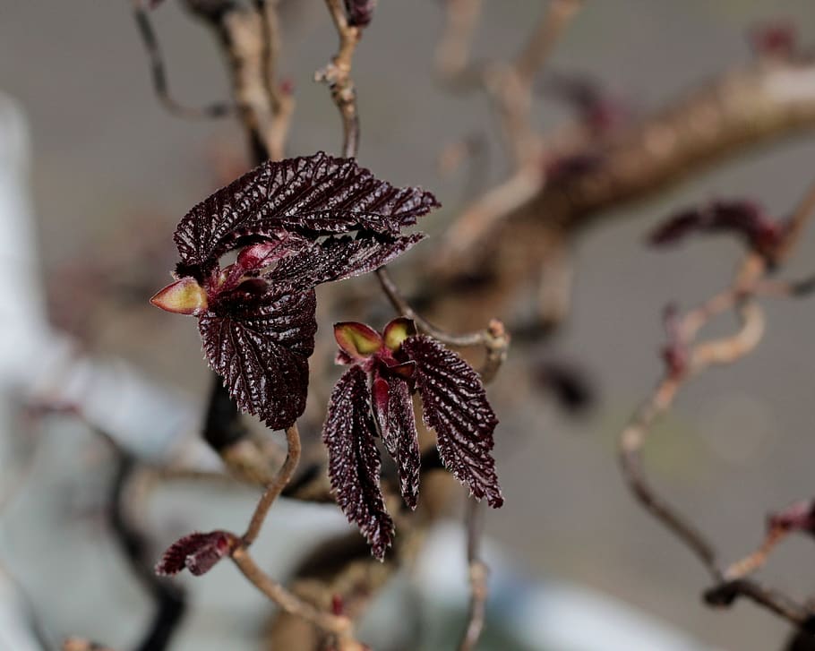 red hazel, nascent, buds, branches, wound, spring, plant, close-up, flower, focus on foreground