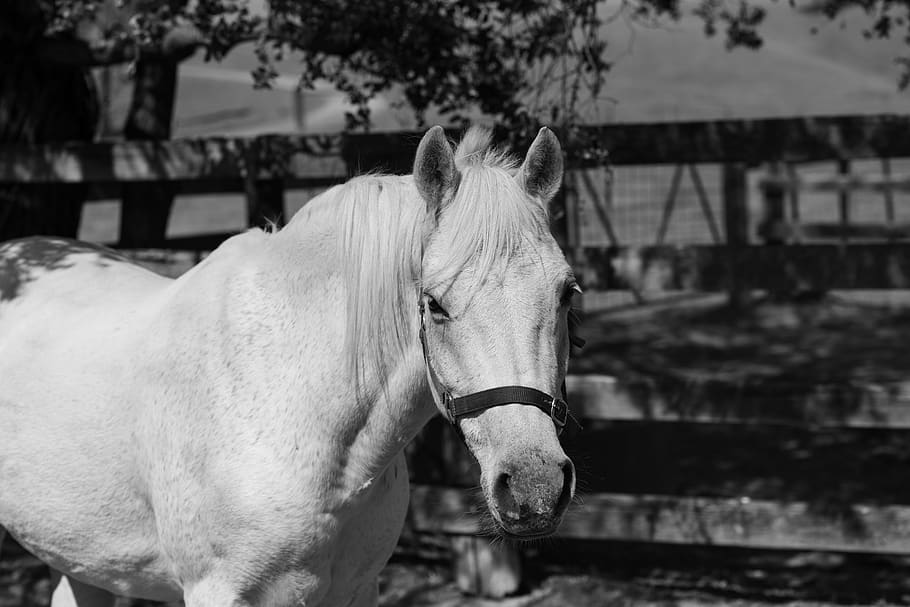 pony, horse, australian pony, animal, equine, mammal, farm, grey, white, paddock