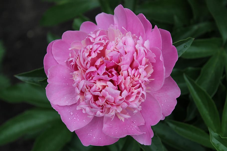 peony, flower, pink peony, macro photography, plant, closeup, garden, nature, summer, petals