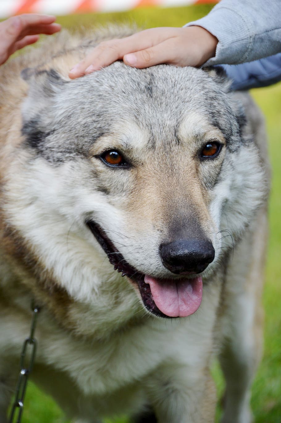 cão lobo, adestramento, wolfdog checoslovaco, mamífero, selvagem, domesticado, casaco, companheiro, confiança, branco