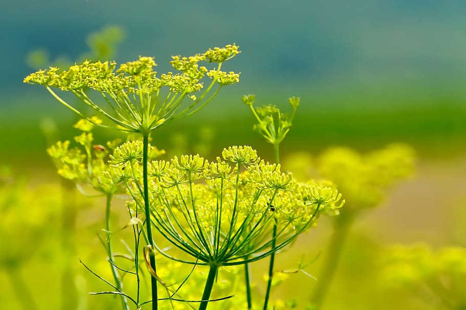 nature, fennel, summer, flowers, fennel flowers, plant, flora, yellow, green color, growth