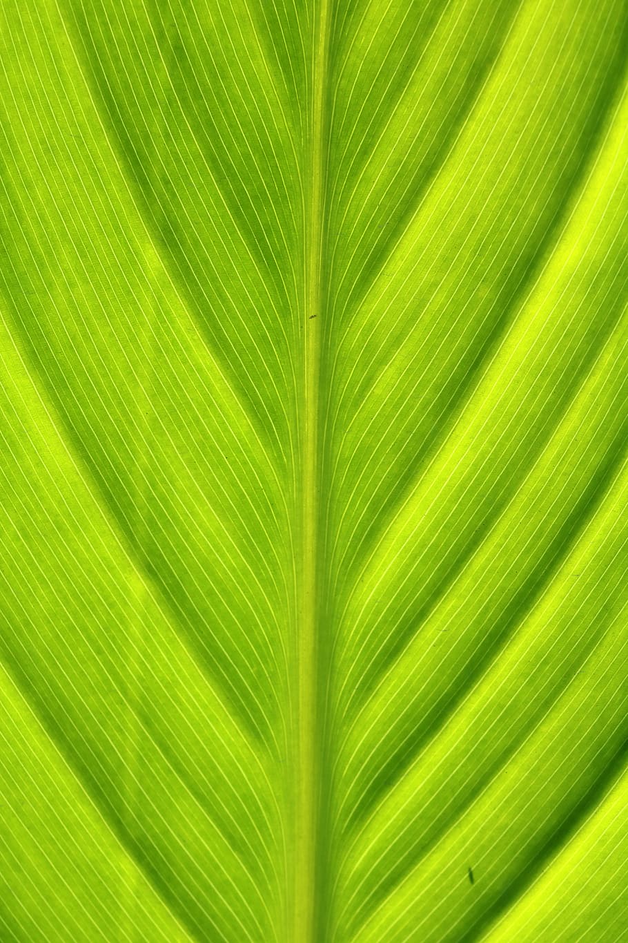 green, wood, nature, leaf, the leaves, chartreuse, pattern, fresh, khanna, background