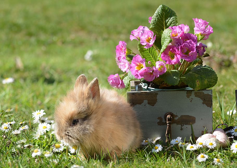 rabbit, easter, hare, easter bunny, cute, spring, animal, animal world, pet, charming