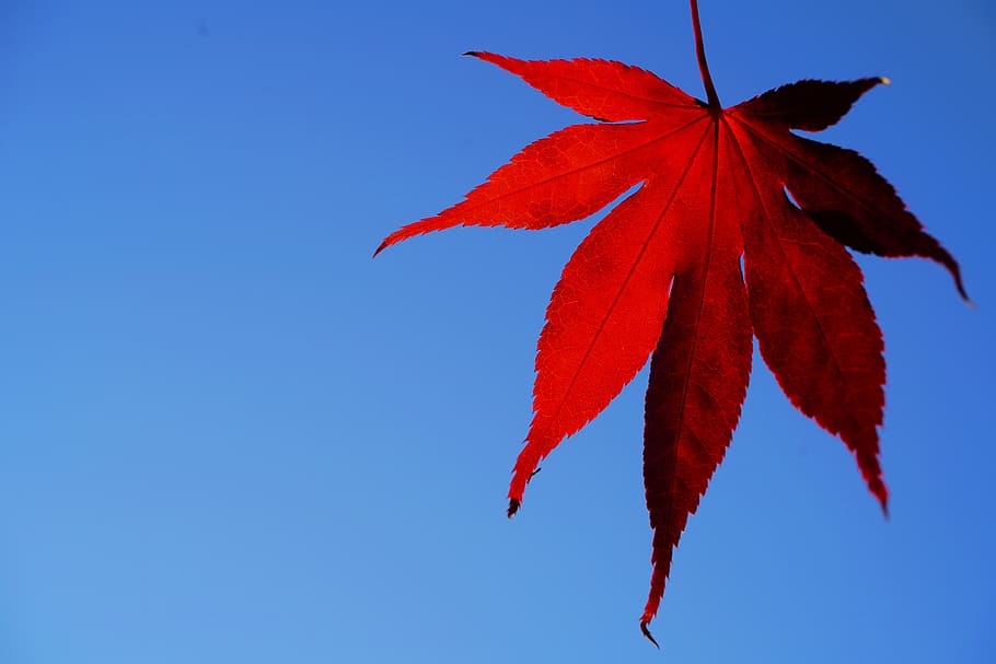 follaje de otoño, hierba tfärbung, hojas de arce, hojas, otoño, arce, rama, octubre, color de otoño, hojas de otoño