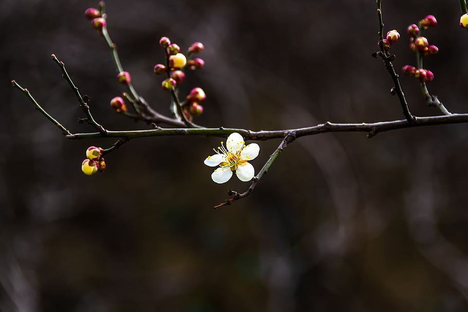 plum, spring flowers, republic of korea, bright, stately, plants, korea, forbidden city, changdeokgung, blossom