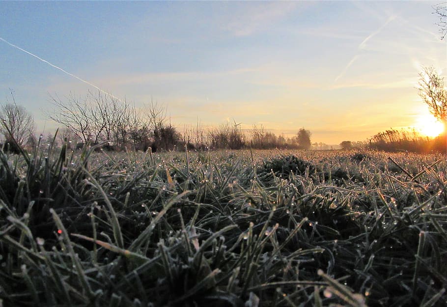 frozen, sunrise, drops, grass, countryside, winter, landscape, cold, wintry, trees
