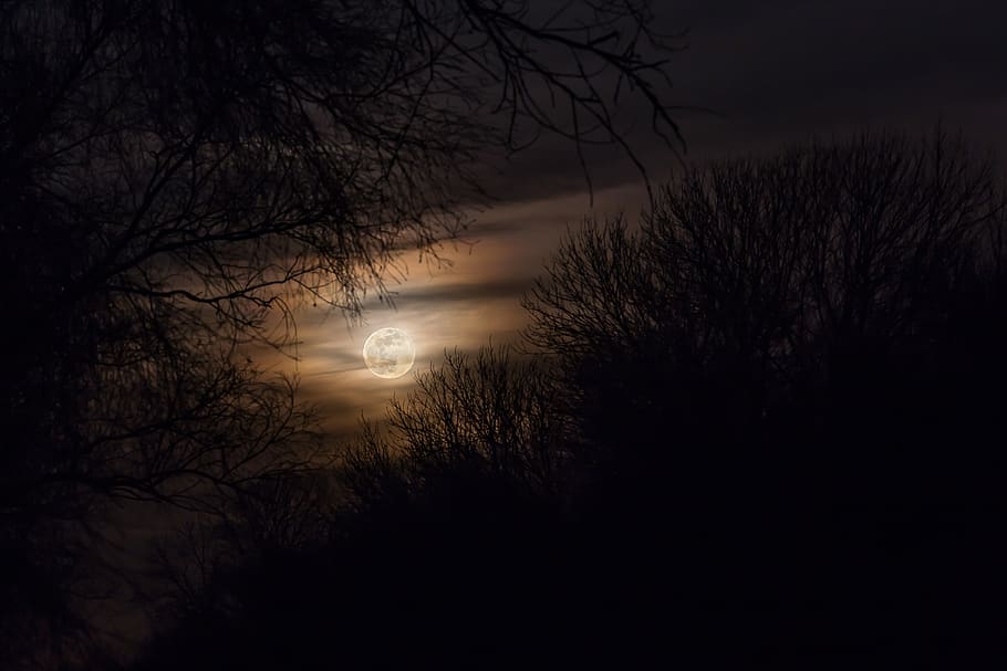 moon, full moon, at night, moonlight, dark, nature, black, sky, light, tree