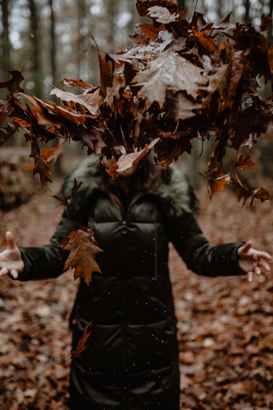 otoño, caminar, bosque, niebla, clima, noviembre, bosques, Hoja, parte de la planta, personas reales