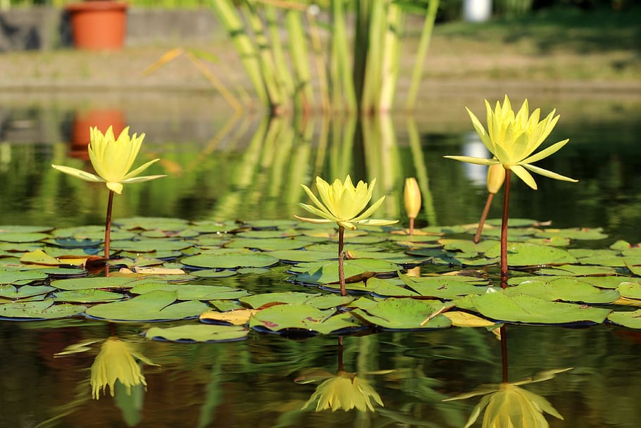 water lily, lake rosengewächs, pond, aquatic plant, blossom, bloom, flower, yellow, mirroring, plant