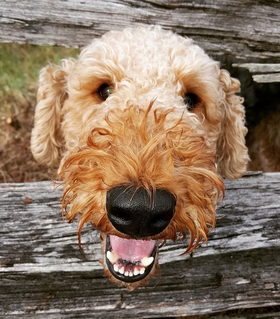 dog, terrier, animal, sitting, adorable, purebred, pet, airedale, nose, boop