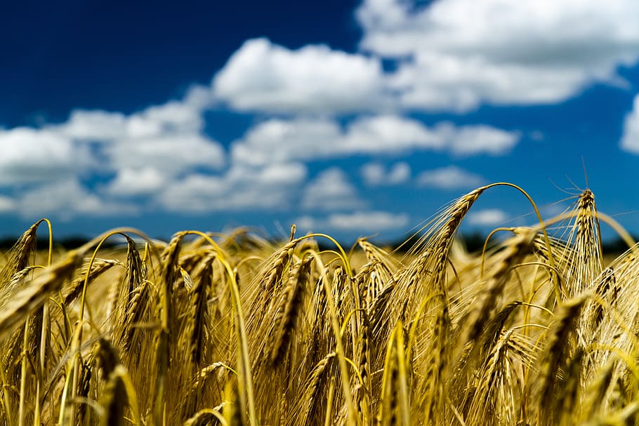 cereals, summer, field, agriculture, nature, harvest, grain, ear, barley, cornfield