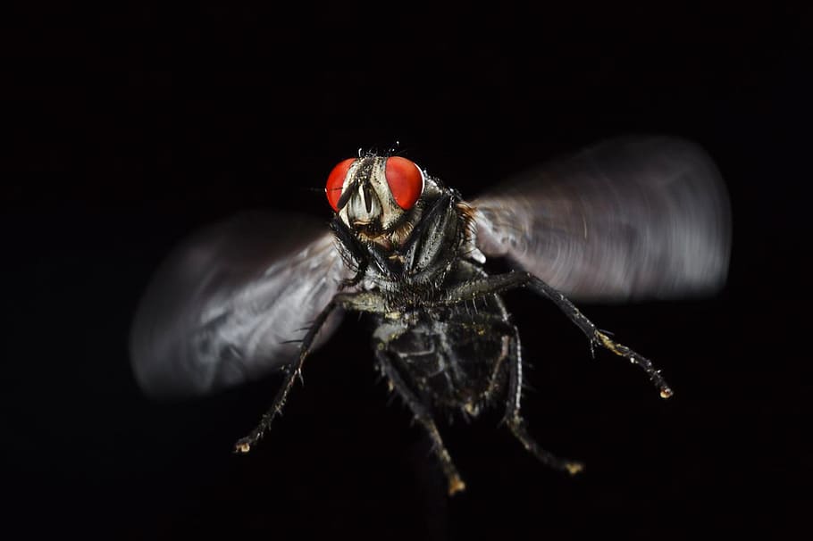 black, blowfly, bug, collection, entomology, fly, grey, hairy, housefly, infectious
