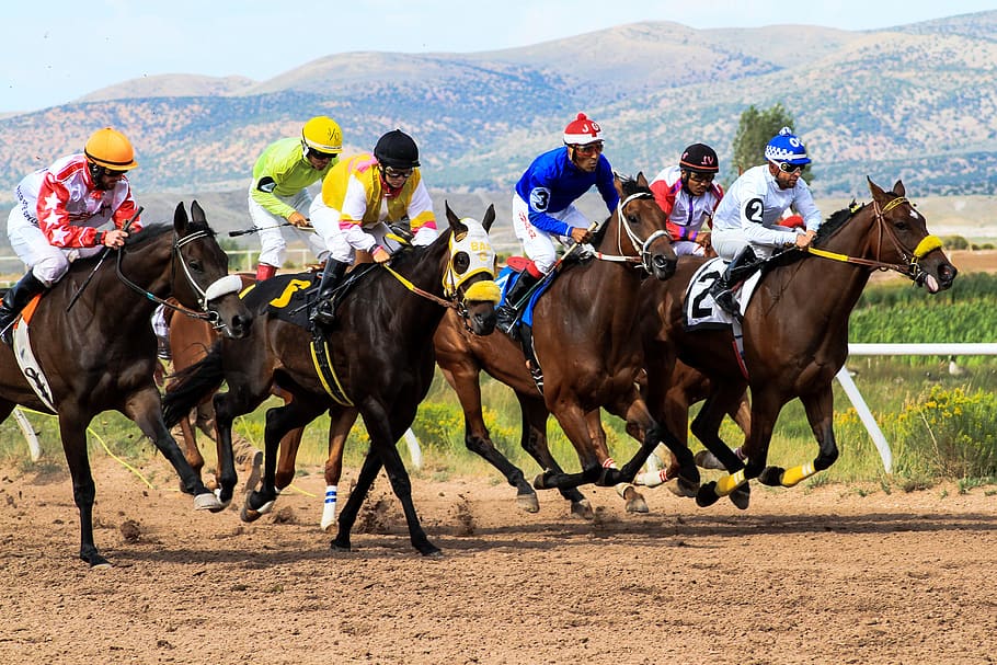 horses, racing, wyoming, downs, track, betting, jockeys, competition, group of animals, domestic animals