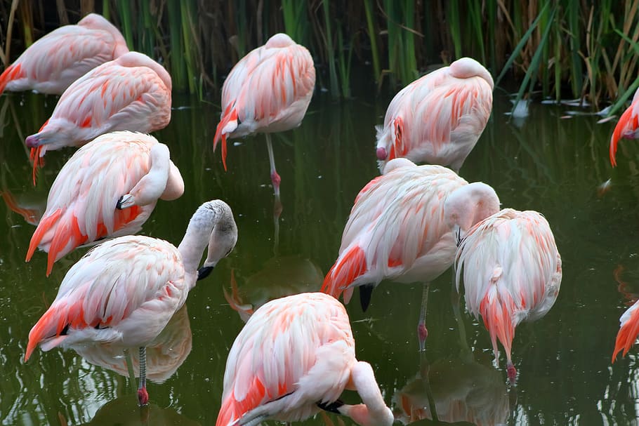 flaming, bird, pink, beautiful, group of animals, animal themes, animal, animal wildlife, flamingo, vertebrate