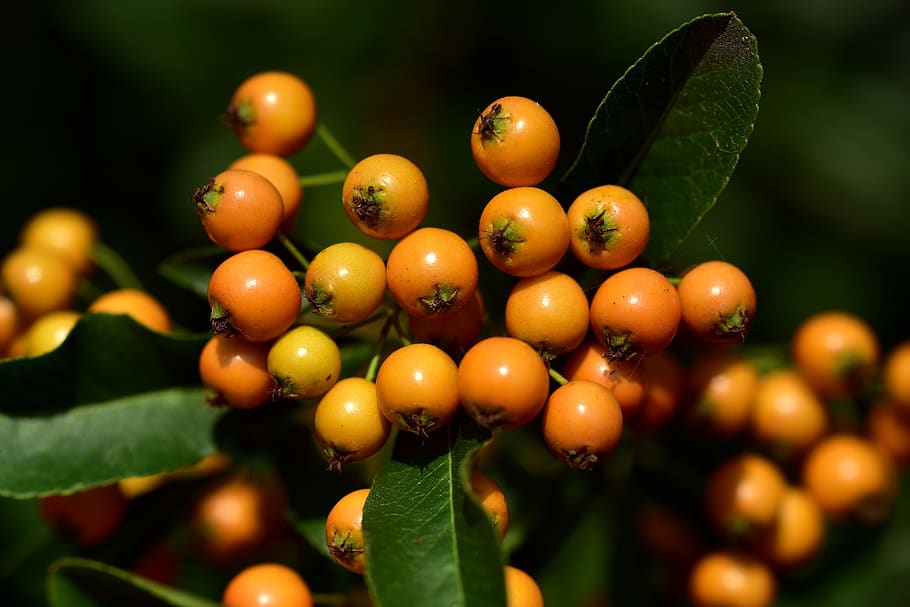 rowan, orange, berries, fruits, bush, plant, nature, autumn, mountain ash, ash