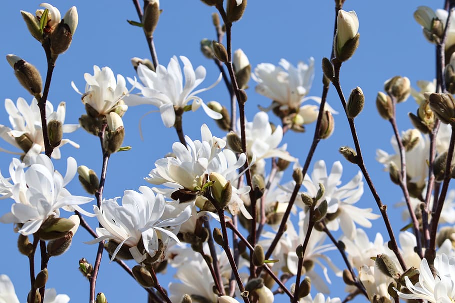 magnólia, branco, floração, flor de magnólia, arbusto, ornamento, arbusto ornamental, leichtend, inferno, flor de primavera