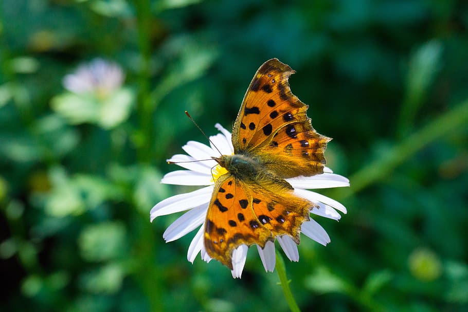butterfly, flowers, garden, leopard, animal wildlife, flower, animal themes, invertebrate, insect, animals in the wild