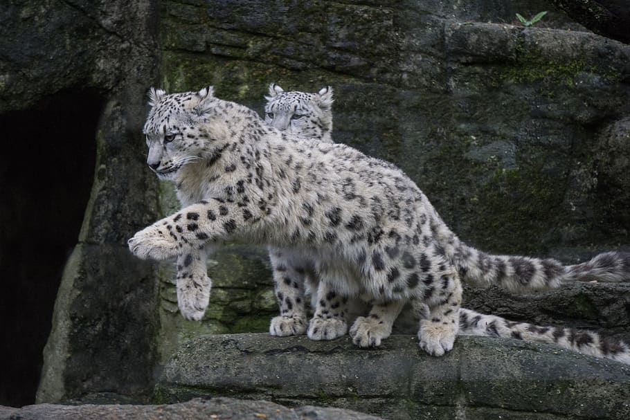 macan tutul salju, liar, predator, kucing besar, kebun binatang, hewan, karnivora, mamalia, salju, dingin