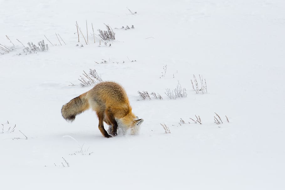 fox, red, digging, hunter, hunting, wildlife, nature, snow, winter, predator