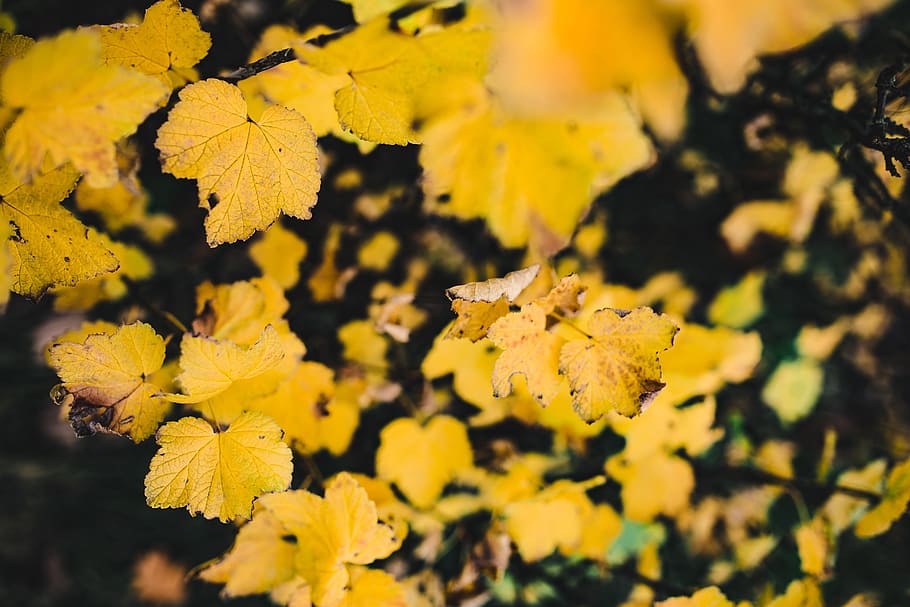 detail musim gugur, alam, daun, musim gugur, warna-warni, warna, kuning, menanam, pertumbuhan, keindahan di alam