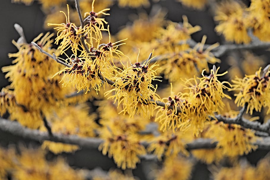 avelã de bruxa, winterblueher, floração, arbusto, flores, planta de avelã de bruxa, arbusto ornamental, ramo, amarelo, inflorescências