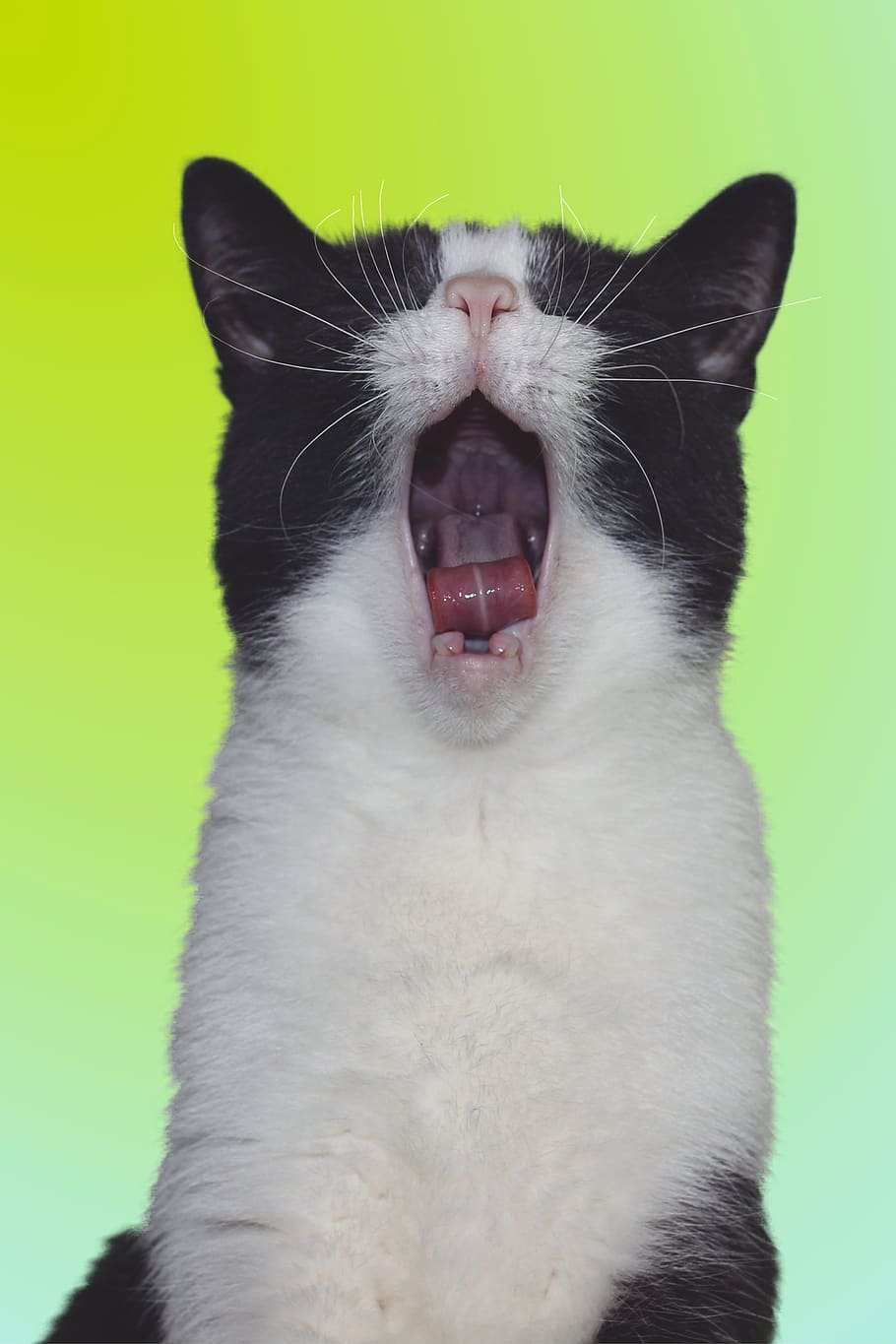 cat, yawning, tooth, cute, animal, pet, cat tongue, hide nose, screaming, funny