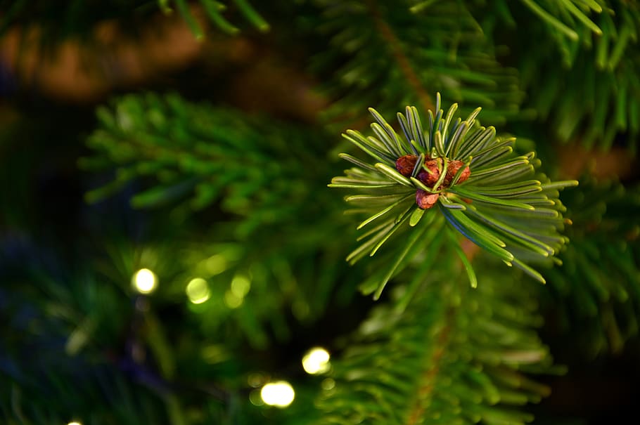 fir tree, fir green, tannenzweig, branch, needle branch, needles, pine needles, nordmann fir, conifer, christmas