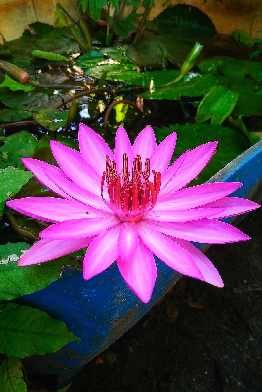 flower, lily, shower water, beautiful flowers, flowers bloom, flaunted, natural, aquatic, flowering plant, plant