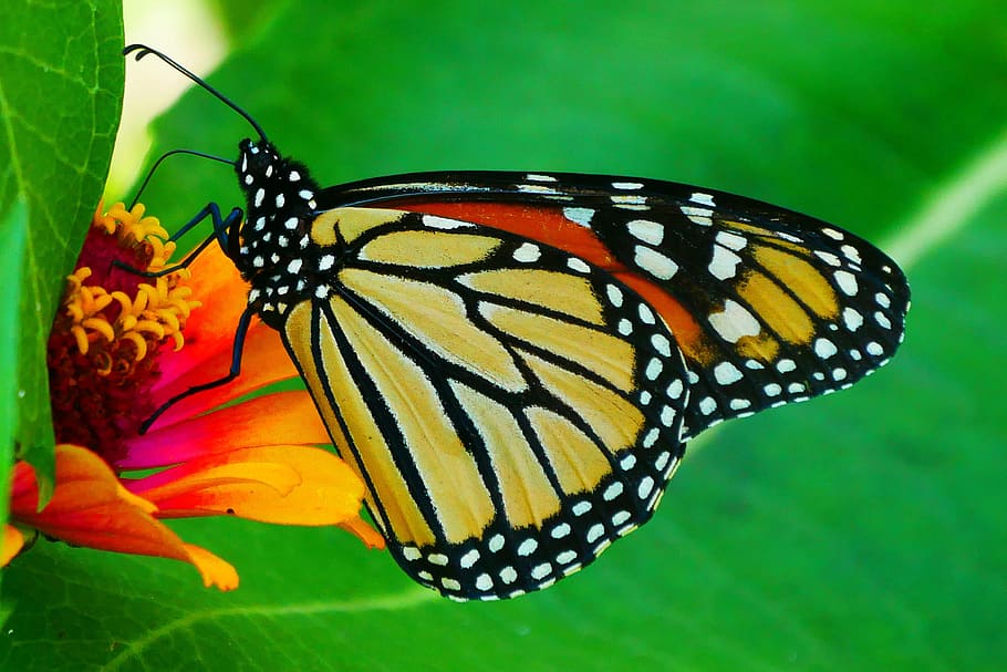 gambar, kupu-kupu monacrh, istirahat, bunga zinnia, bunga., gambar kupu-kupu, kupu-kupu, foto kupu-kupu, gambar kupu-kupu raja, kupu-kupu oranye