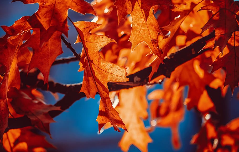 outono, folhas de outono, folhas, vermelho, luz solar, emergir, cores de outono, clima de outono, árvore, árvore de folha caduca