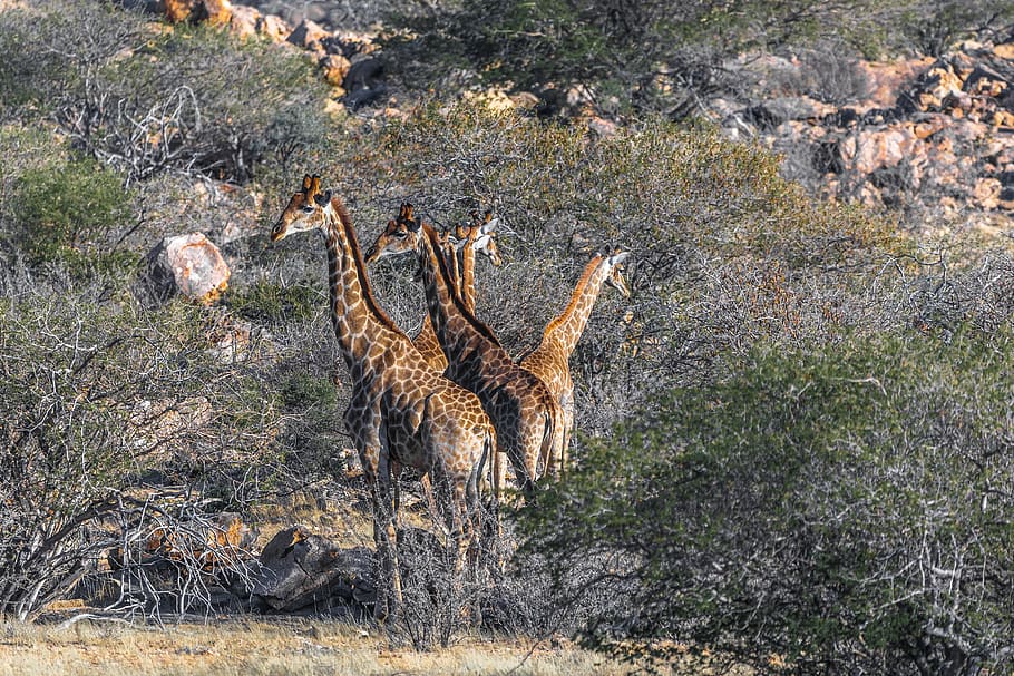 giraffe, namibia, africa, nature, mammal, landscape, animal, heiss, namib desert, karg