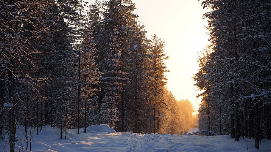 winter, the path, forest, wood, snow, snowy, sunset, cold temperature, tree, plant