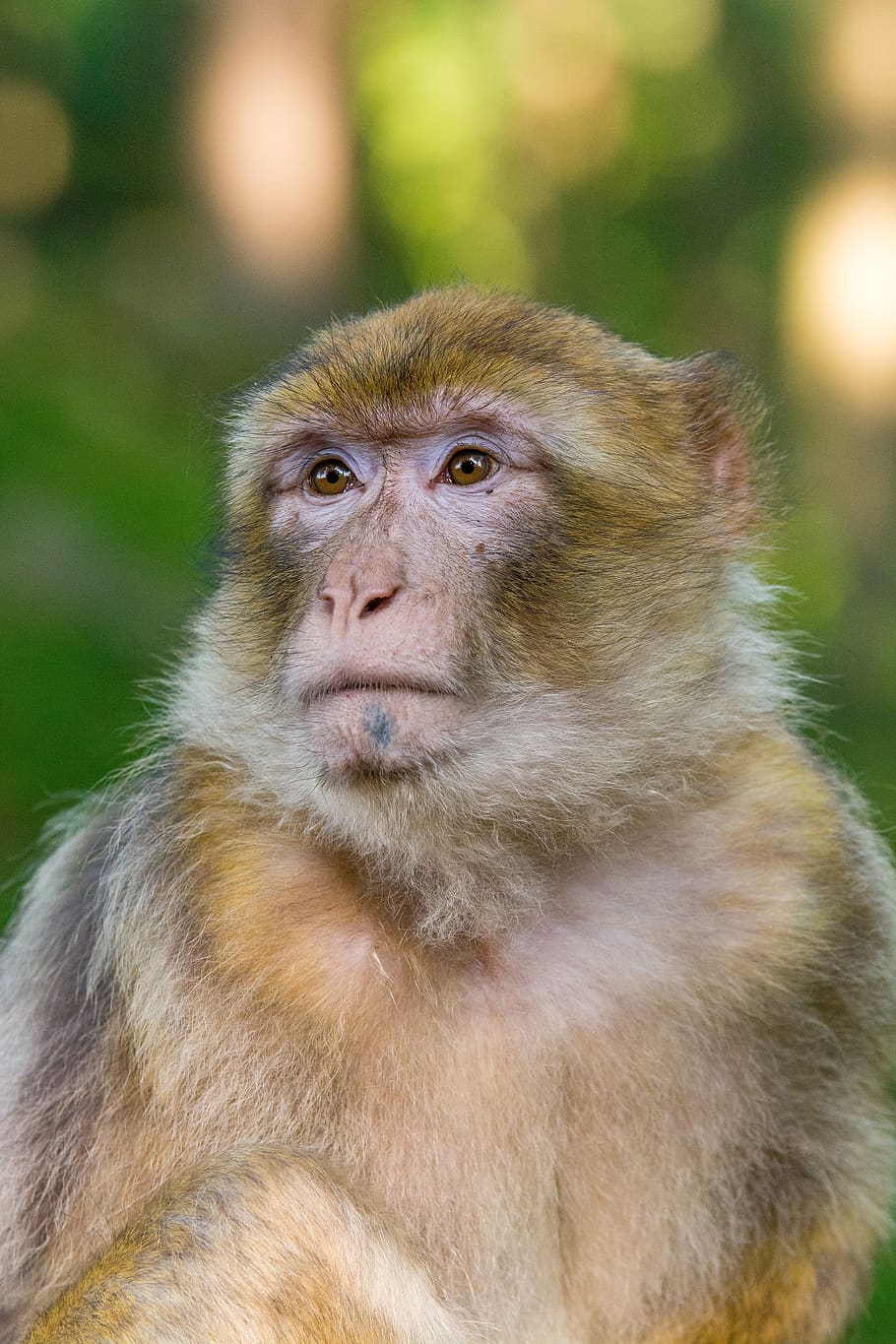 macaco, barbary, mono, primate, mamífero, de cerca, retrato, sentado, mirando, cautivo