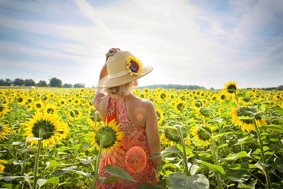 sunflowers, field, woman, yellow, summer, blossoms, blooms, flowers, sunny, sunshine